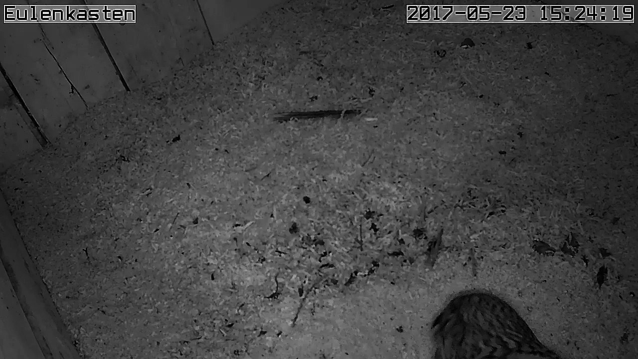 Turmfalken, 23.05.2017 #4