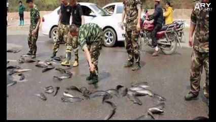 The fish rain in Thailand_HD