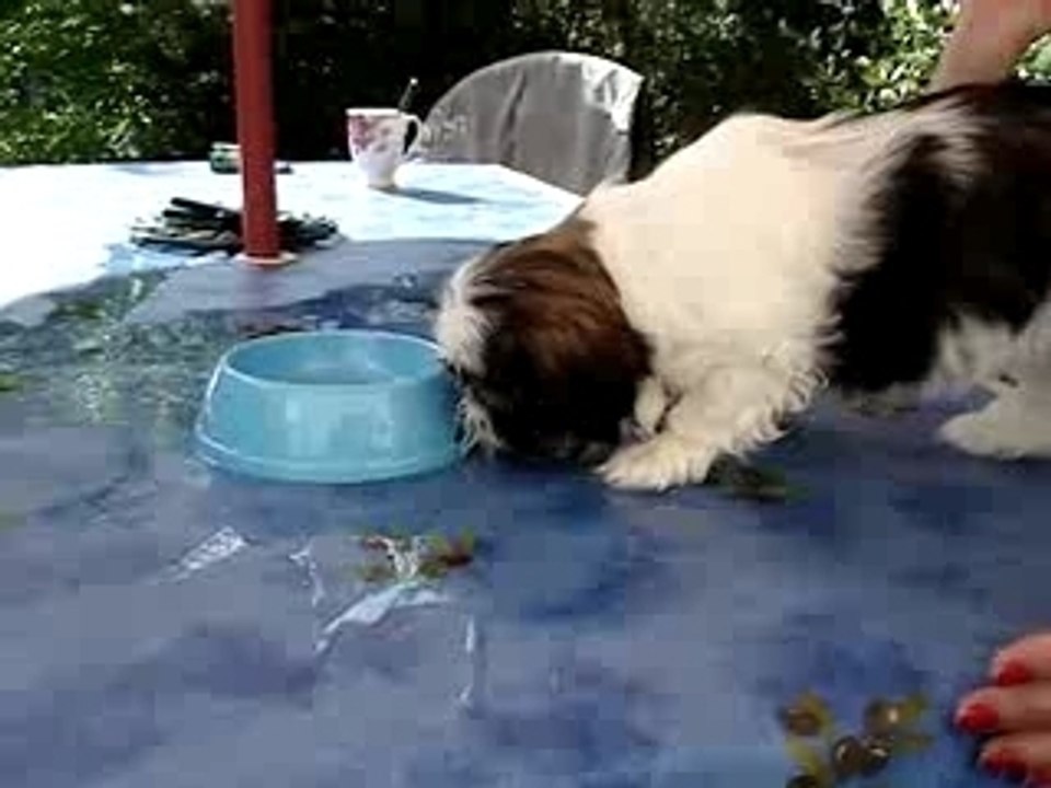 Caline aime l'eau