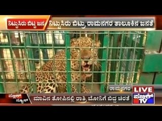 Ramanagar: Trouble Causing Leopard Caught By Forest Department