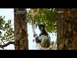 NET12 - Lemur primata asli Madagaskar yang keberadaanya mulai punah