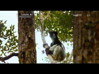 Download Video: NET12 - Lemur primata asli Madagaskar yang keberadaanya mulai punah