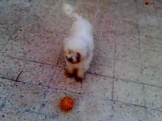 Lucky the dog playing part 1