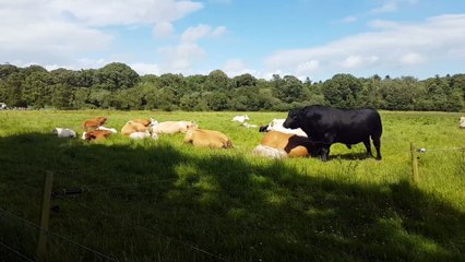 Random short video of some cows in a field