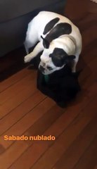 Moro y Renata....Pedro filmándolos con OLI - 17 de Junio