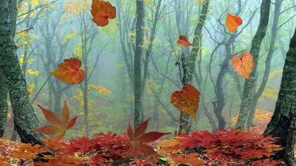 Загир Магомедов Ночь какая ночь