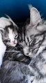 Chatons Maine coon Black Silver