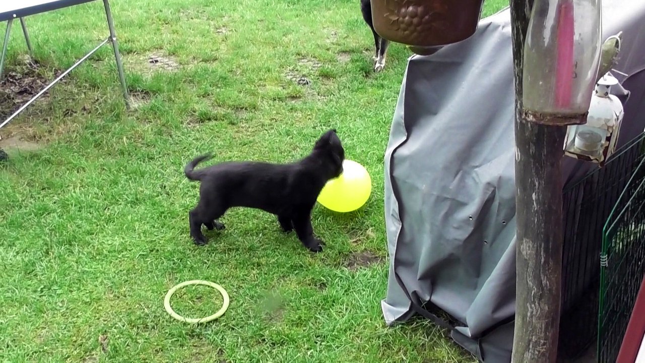 Puppy playing with balloon
