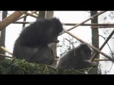 5 Ekor Primata Surili Jadi Penghuni Baru di Rancabali Ciwidey -NET17