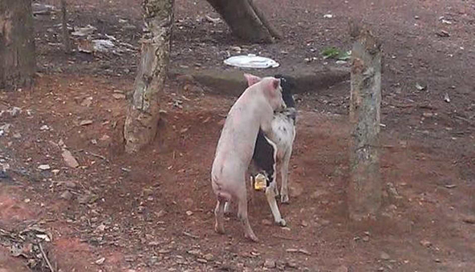 Compilación divertida de la cabra del cerdo