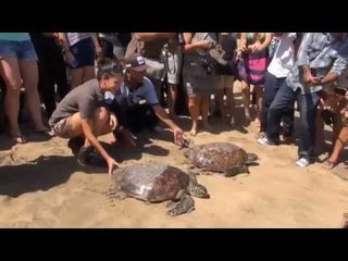 NET24 - 12 penyu dilepaskan di Pantai Kuta Bali