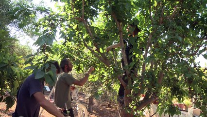 A Chypre, le braconnage "industriel" des oiseaux migrateurs