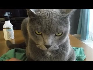 I tried chopping because I will not take the T-shirt || Tシャツ取らせてくれないからチョップしてみた