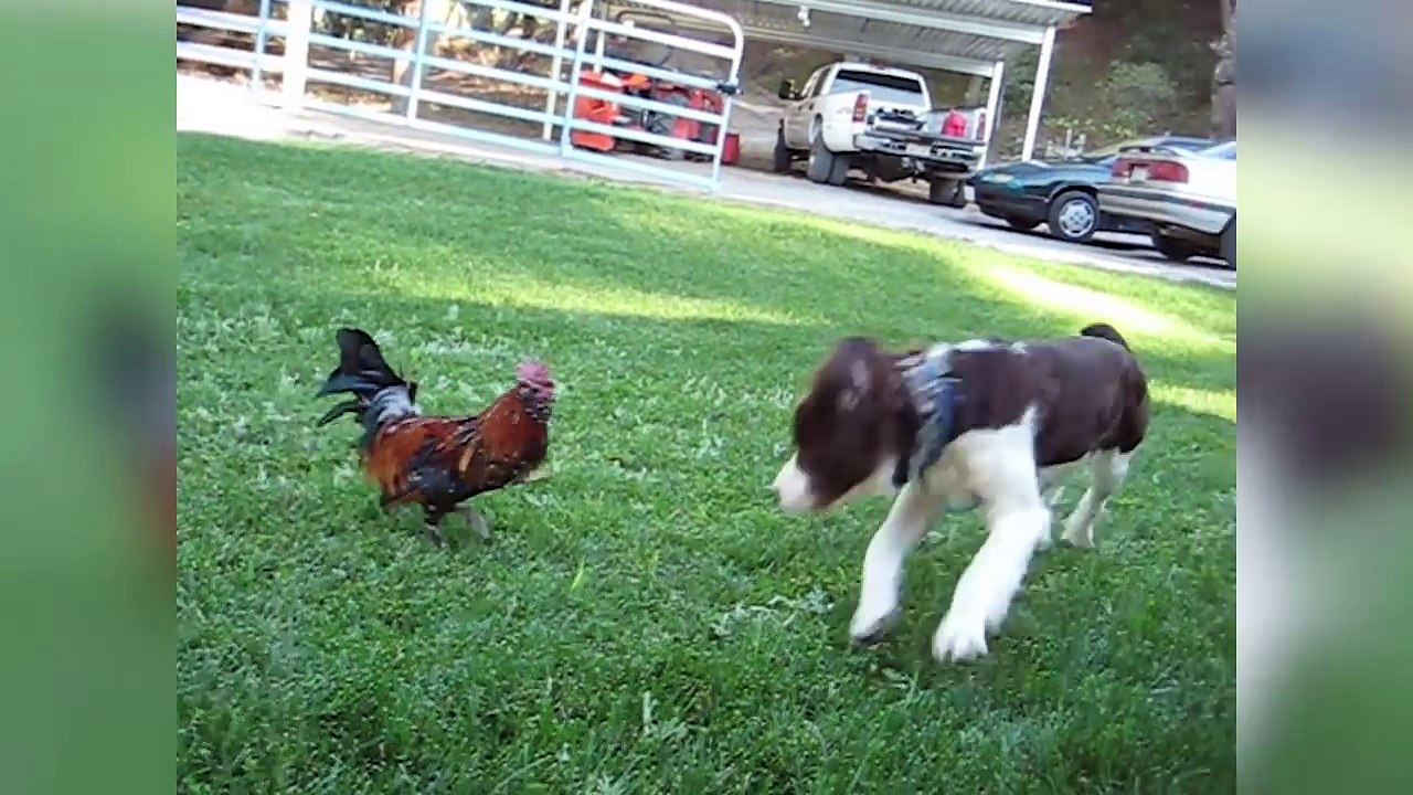 Funniest Pet Clips, Bloopers, Viral Videos & Outtakes Weekly Compilation | Funny Pet Video