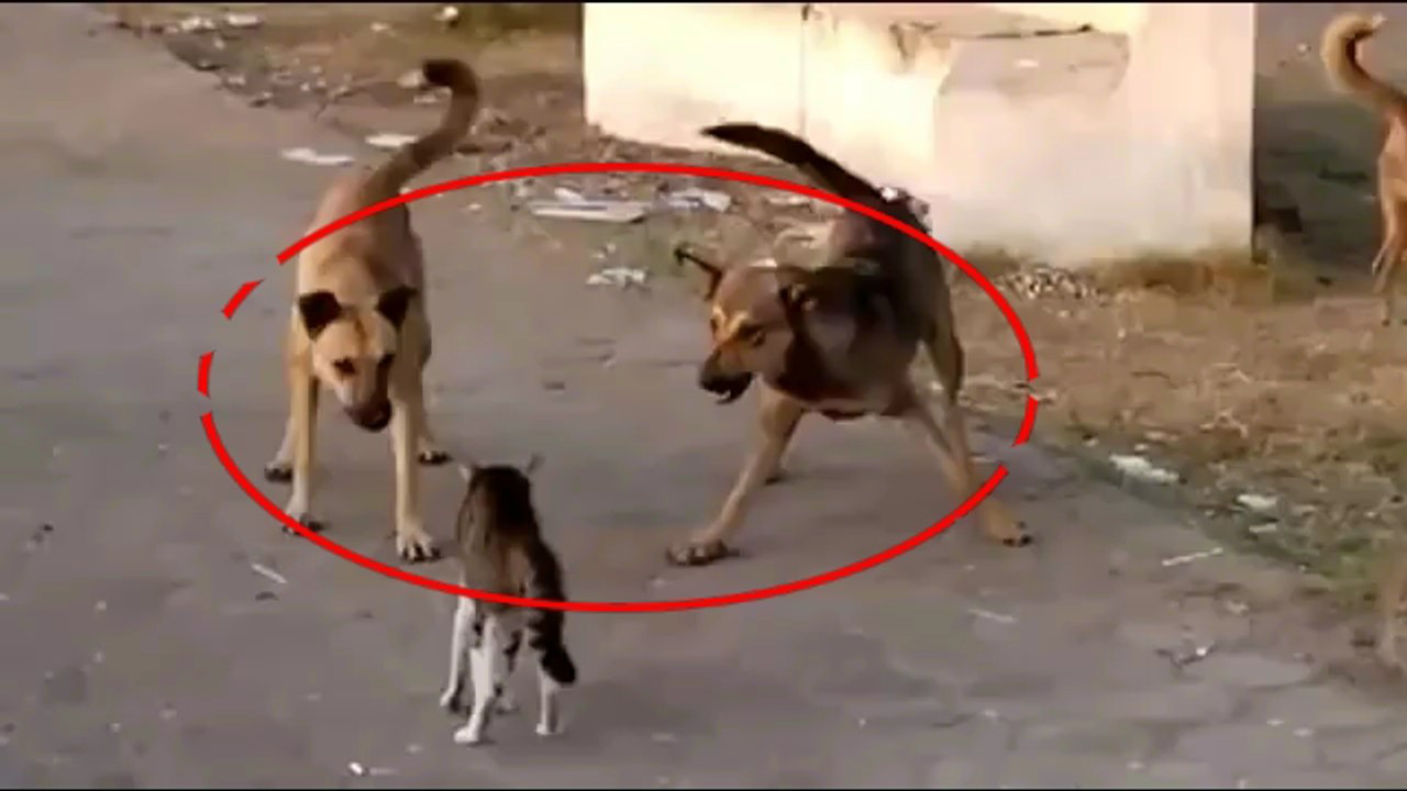 Hyena Attack Lion - Lion kills Hyena - cheetah kills leopard - leopard kills hyena - Dog vs hyena most amazing wild animal attacks videos