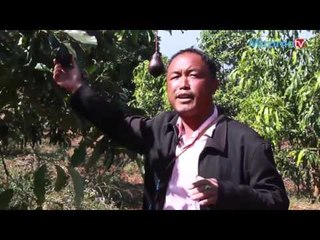 ေထာပတ္သီးစိုက္ပ်ိဳးျခင္း (Part_2)