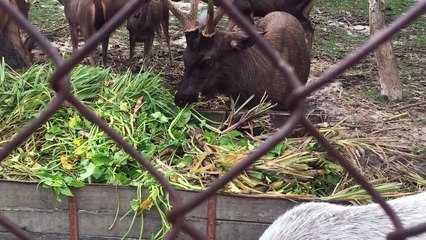 Two Male Deers Fighting To Mate Amazing Wild Life in Cambodia 2017 #197