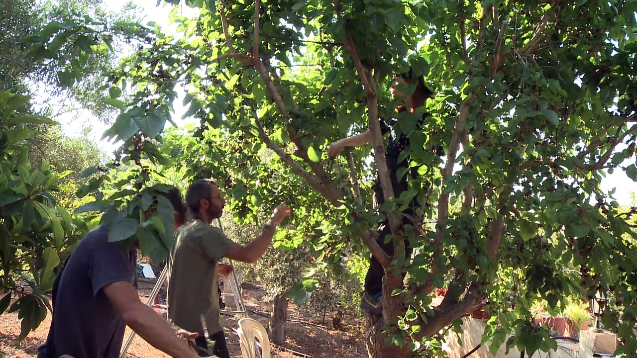 A Chypre, le braconnage "industriel" des oiseaux migrateurs