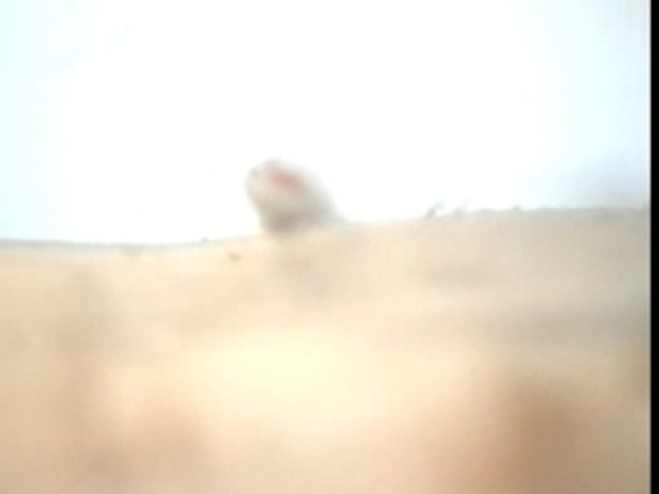 crustacés d'eau douce