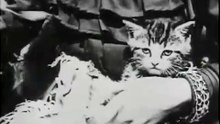 Kitten