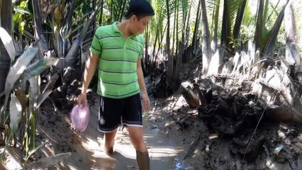 Đặt lợp bắt cá bóng dừa | Người Miền Tây