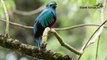 Costa Rica - Der Quetzal-CHsWr2A5G9o