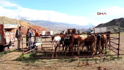 Erzurum Pazarda Hayvan Var, Alıcı Yok