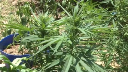 Saksılara ve Bahçeye Ekili Halde 115 Kök Kenevir Ele Geçirildi