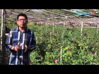 ဂႏၶမာပန္းႏွင့္ႏွင္းဆီပန္းစိုက္ပ်ိဳးေရး (Part_1)