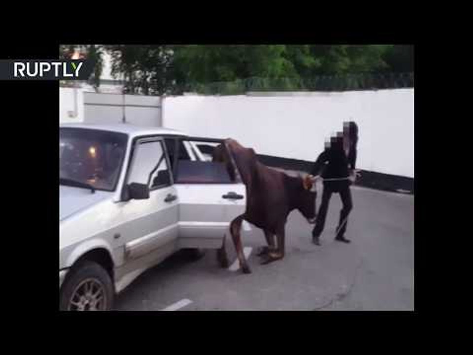Cow in car! Russian traffic police stop driver for speeding, discover bovine in back seat