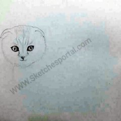 How to Draw a Scottish fold cat In 10 steps