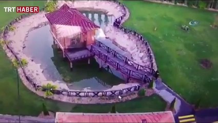 Kurnaz tilki ördeği böyle avladı