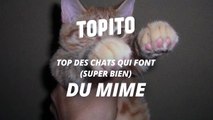 Top des chats qui font super bien du mime-OY-Sija2aCg