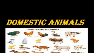 Learn Domestic Animals For Baby
