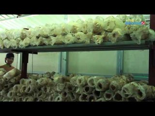 ၾကြက္နားရြက္မိႈစိုက္ပ်ိဳးေရး (Part_2)