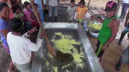 Cacao y fariña para huir del narcotráfico, la alternativa de los ticunas de la Amazonía