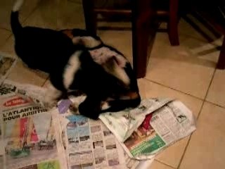 La maison des petits matins calmes