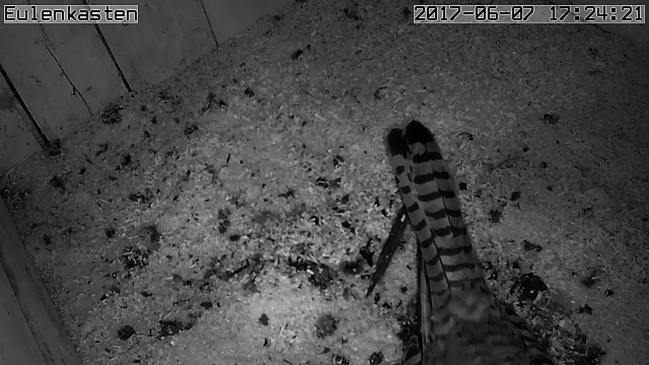 Turmfalken, 07.06.2017 #1