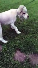 ce chien était prisonnier et son manteau pesait 15 kg