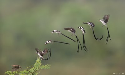 Vũ điệu -cưa gái- của Chim