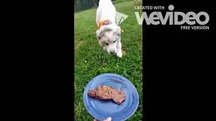 Ce chien était prisonnier et son manteau pesait 15 kg.