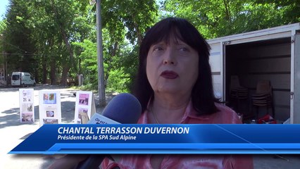 D!CI TV : la SPA Sud Alpine a présenté quelques chiens en manque d'amour à Gap