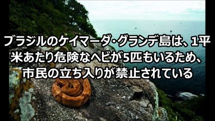 【閲覧注意】恐怖！ヘビ関する怖い雑学【知らない