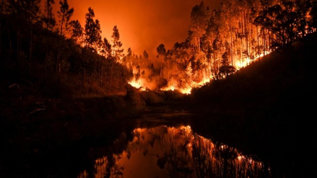 Portugal : un violent feu de forêt fait des dizaines de morts