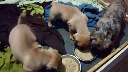 dogo canario 4 semaines django and co