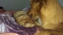 Funny Cats Video - Cat and Dog - True Lo11ve