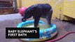 Premature baby elephant enjoys first bath time