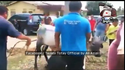 Bakra Eid Special Funny Punjabi Totay Tezabi Totay 2016