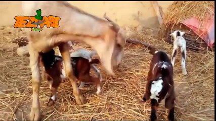 Bakri Ke Bachay Funny Punjabi Totay Tezabi Totay 2016