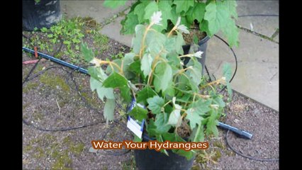 Prevent Damage to Your Hydrangeas By Keeping them wet..